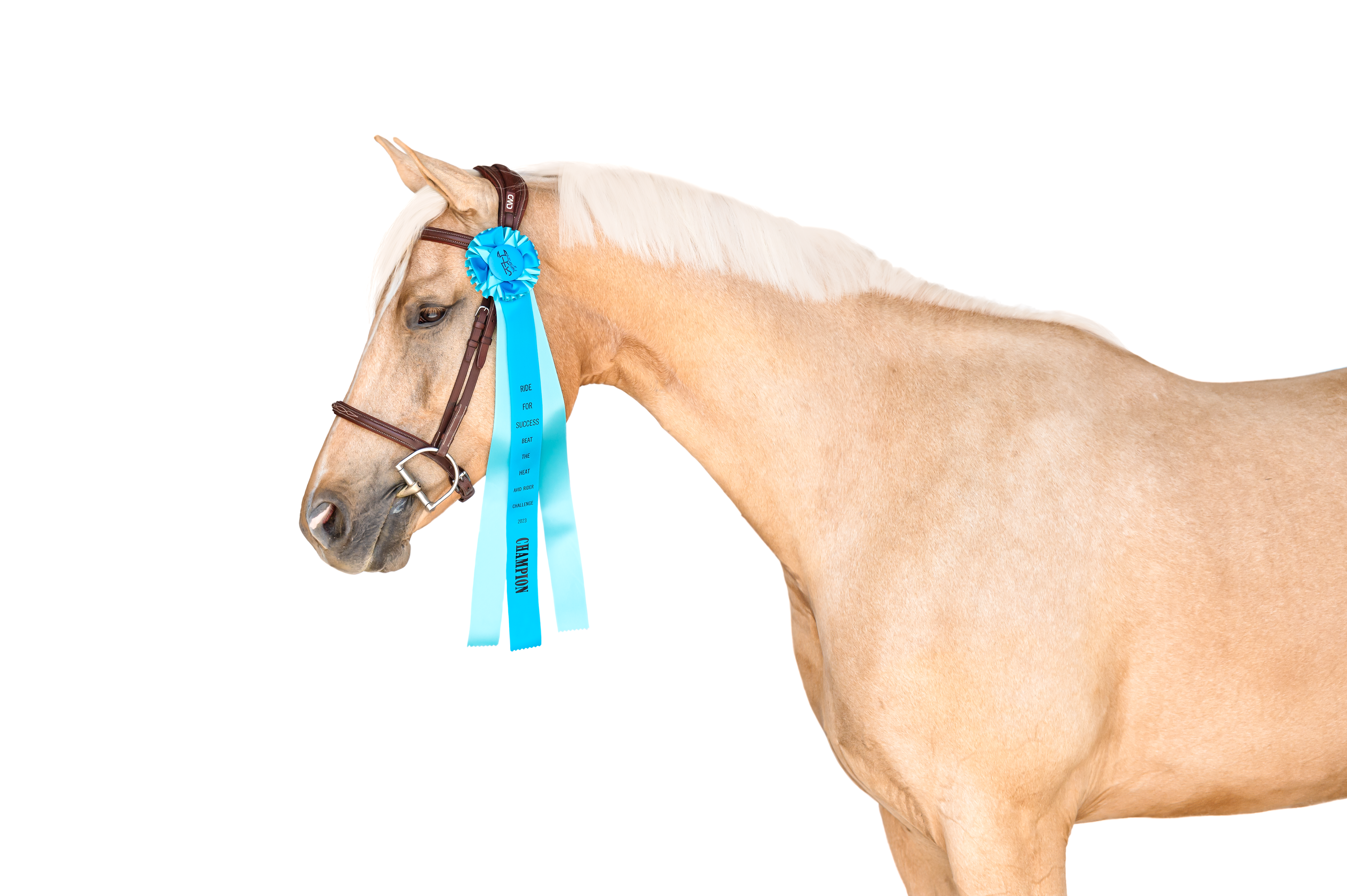 beat the heat avid rider horse ribbon