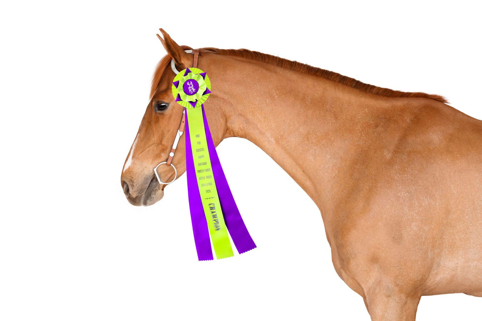 active rider horse april-may 2025